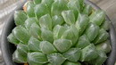 Haworthia Cooperi